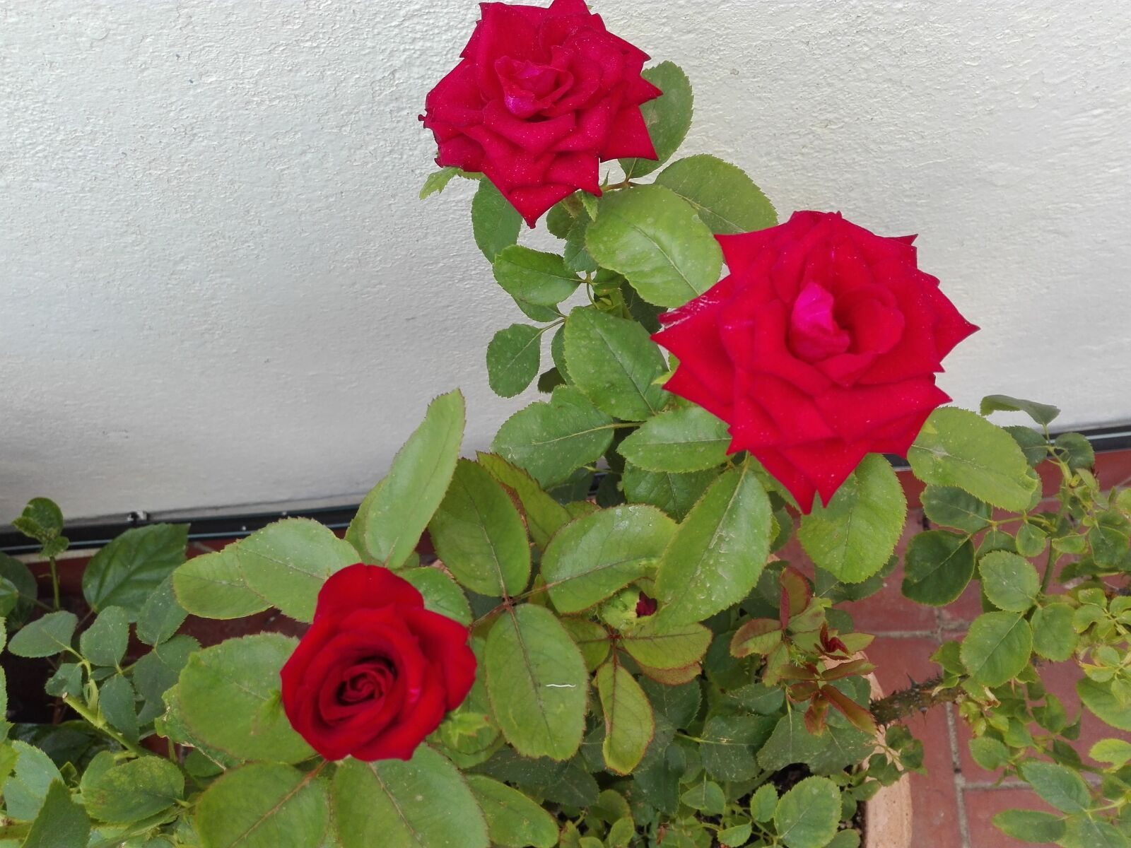 HUAWEI P8 Lite sample photo. Roses, plants, red photography