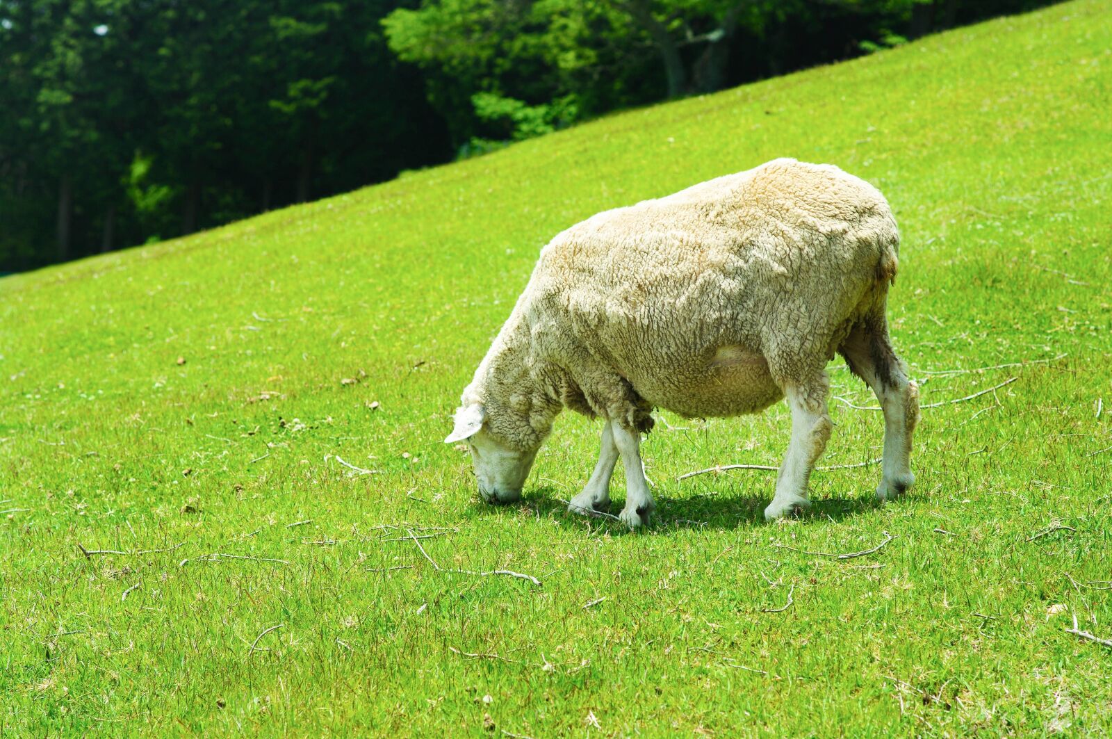 Pentax K20D sample photo. Sheep, system, animal photography