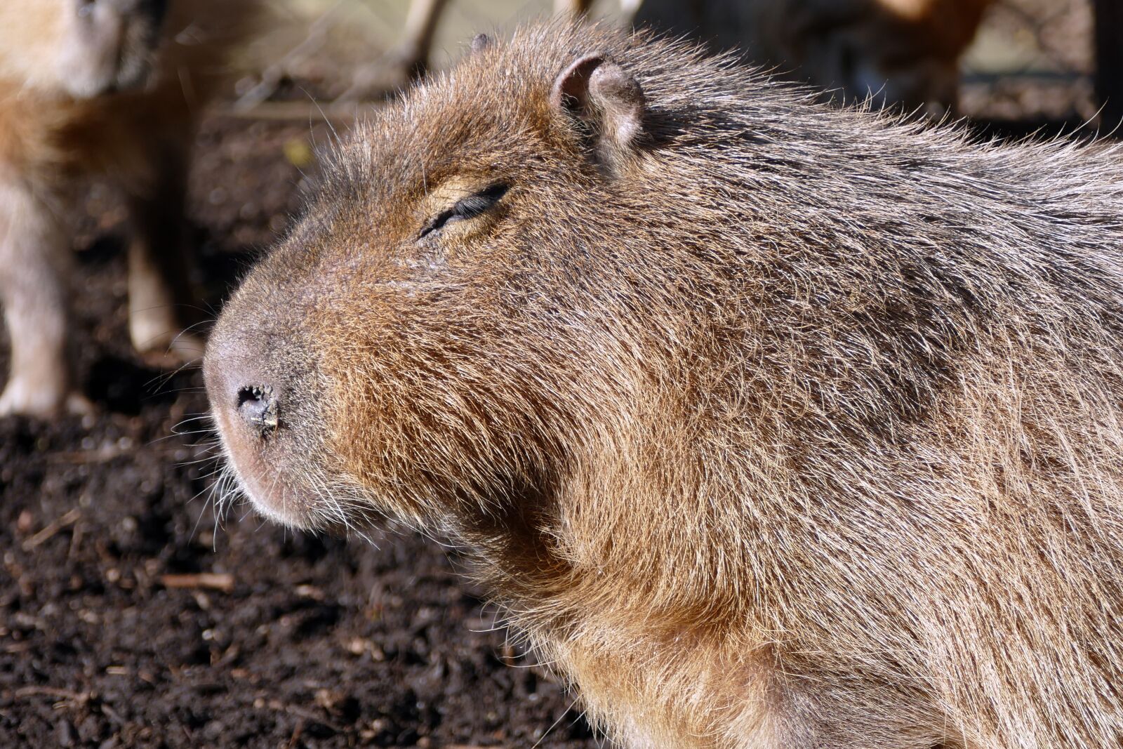 Panasonic Lumix DMC-FZ1000 sample photo. Capybara, mammal, wildlife photography