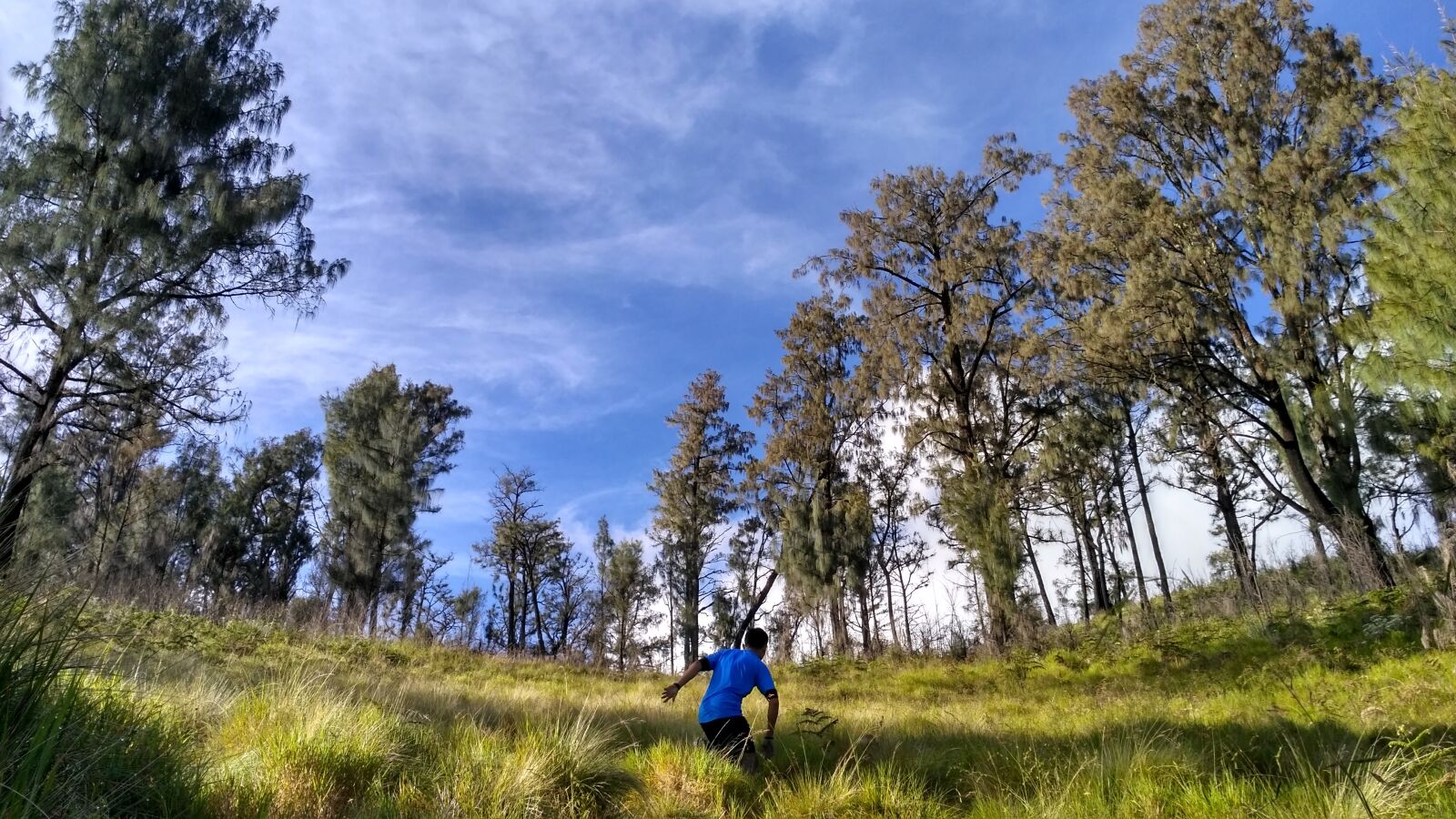 Xiaomi Redmi 3X sample photo. Tree, nature, landscape photography