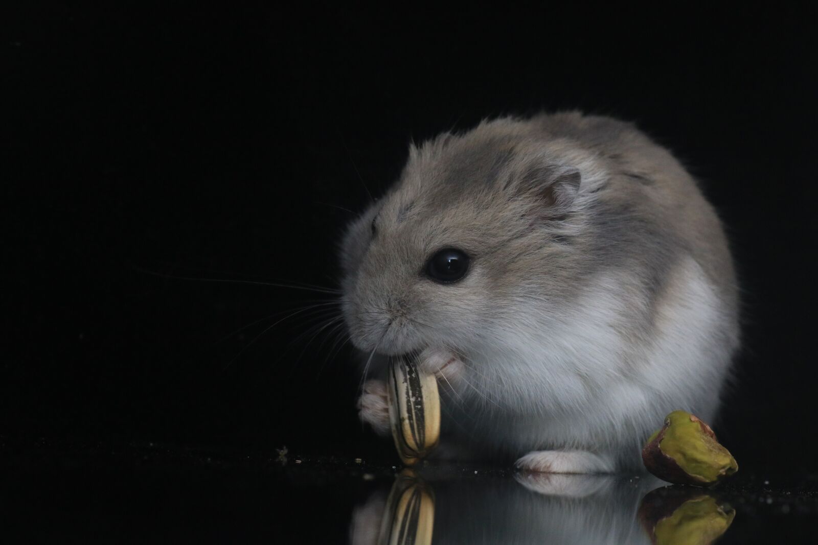 Canon EOS 70D sample photo. Hamster, pets, small animals photography