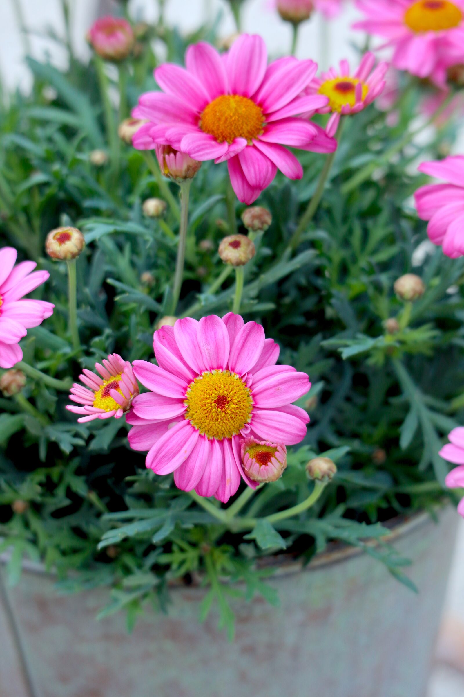 Canon EOS M100 + Canon EF-M 55-200mm F4.5-6.3 IS STM sample photo. Daisies, flowers, pink photography