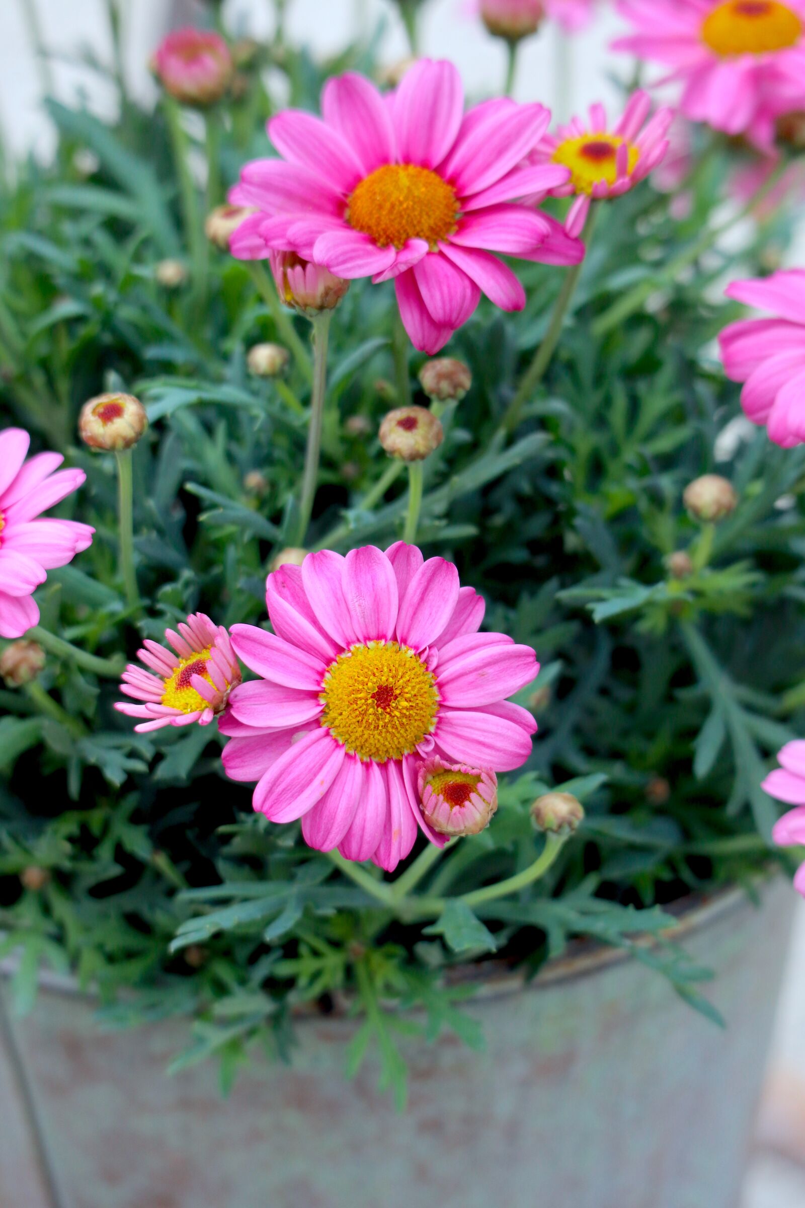 Canon EOS M100 sample photo. Daisies, flowers, pink photography