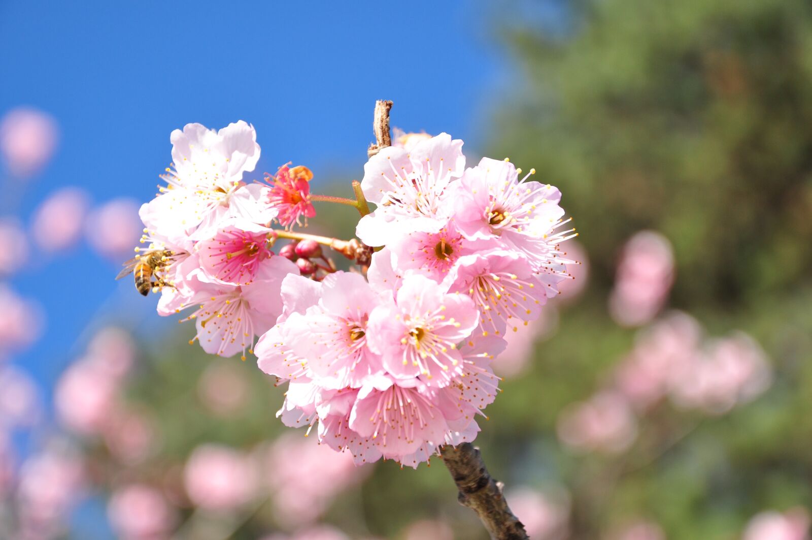 Nikon D90 sample photo. Cherry, florida, spring photography