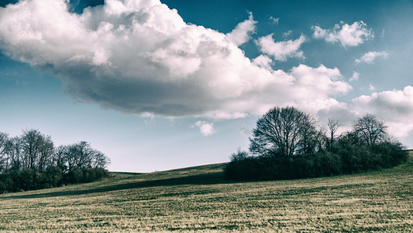 Nikon D5300 sample photo. Spring, nature, meadow photography