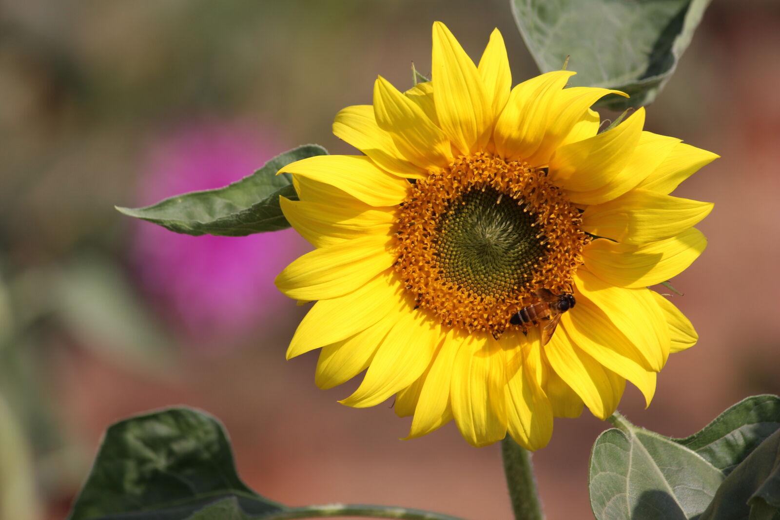 Canon EOS 600D (Rebel EOS T3i / EOS Kiss X5) sample photo. Beautiful, flowers photography