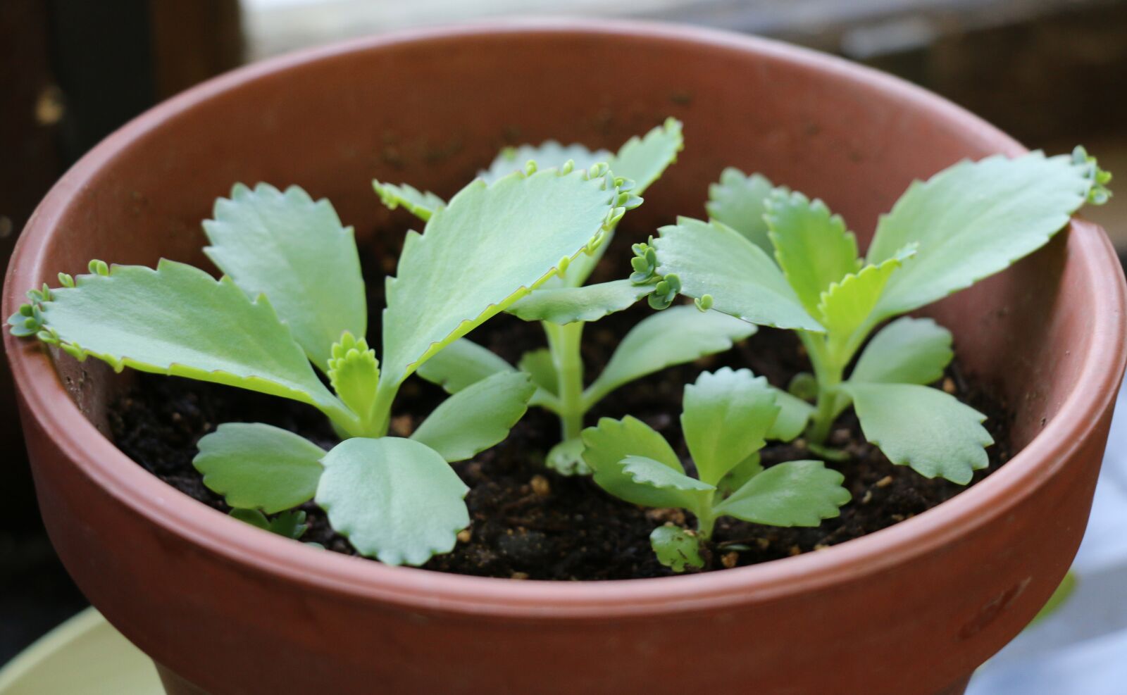 Canon EOS 70D sample photo. Succulent, pot, plant photography