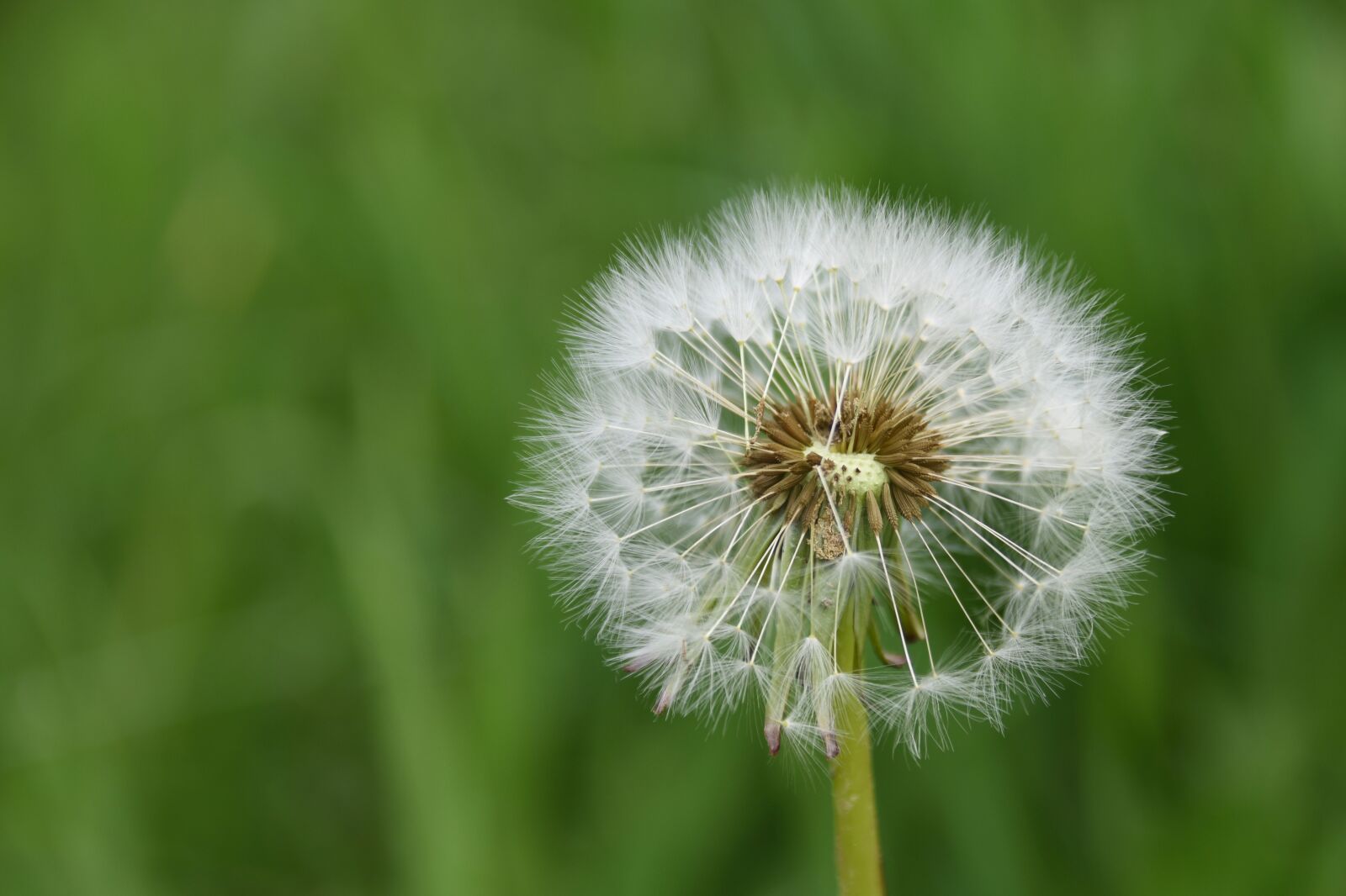 Nikon D5600 sample photo. Egret of pisenlit, seeds photography