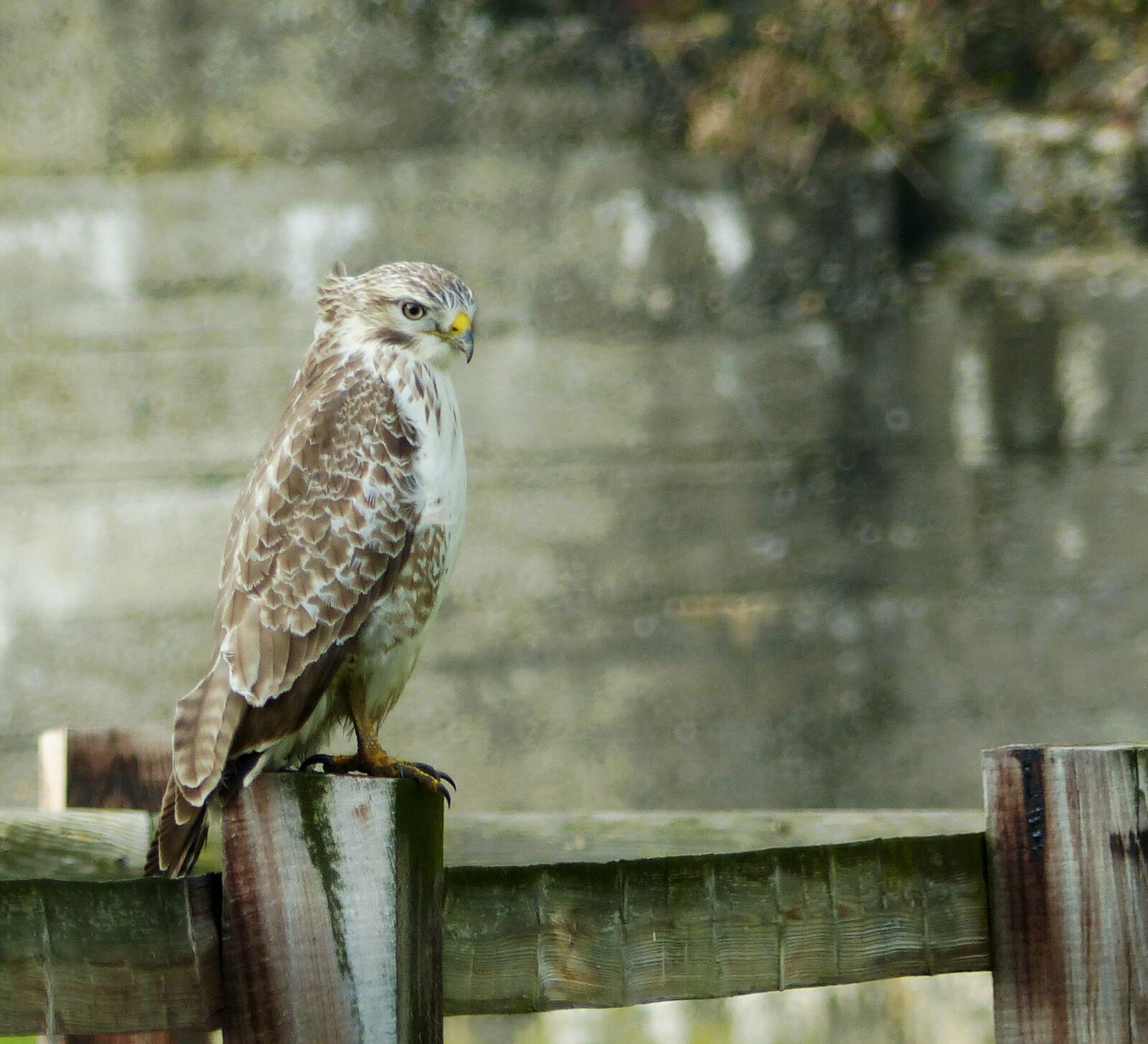 Panasonic Lumix DMC-FZ200 sample photo. Buzzard, brighter buzzard, common photography