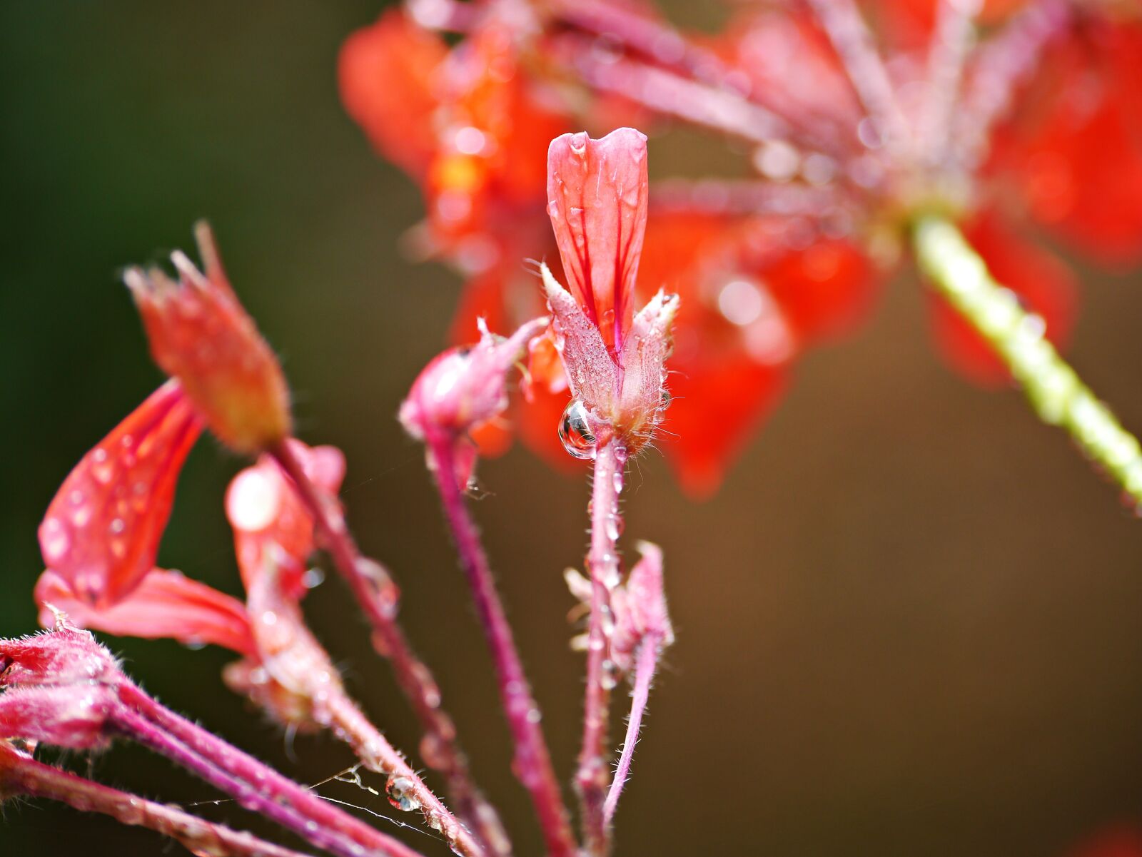 Panasonic Lumix DMC-G3 sample photo. Red, flower, rain photography