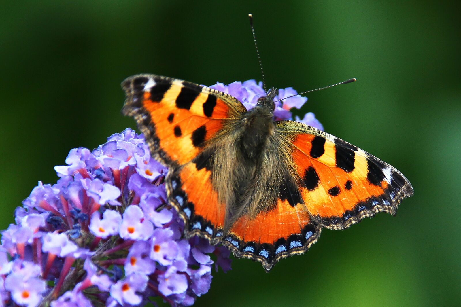 Canon EOS 500D (EOS Rebel T1i / EOS Kiss X3) sample photo. Butterfly, summer lilac, buddleja photography