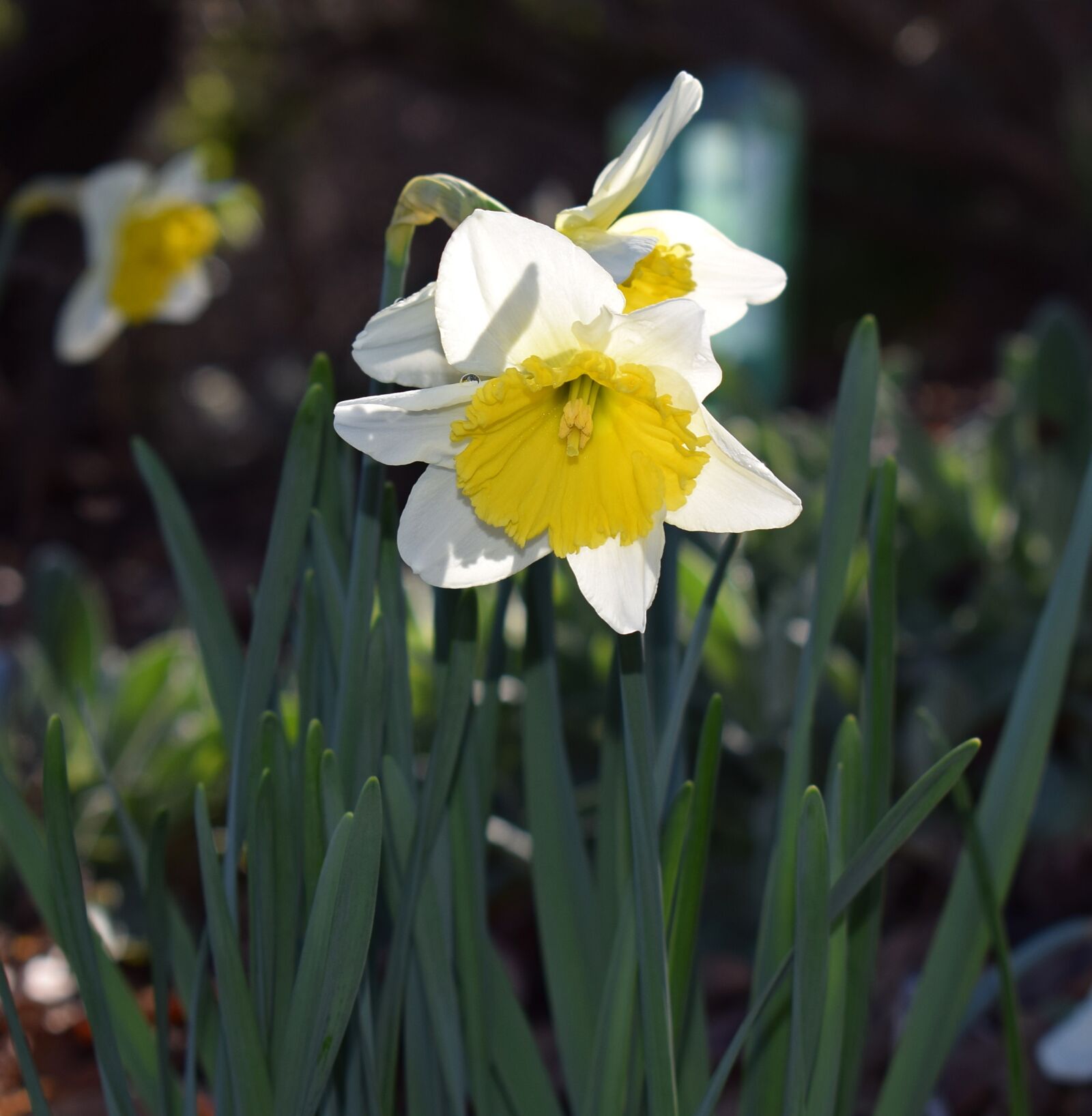 Nikon D3300 sample photo. Daffodil, flower, blossom photography