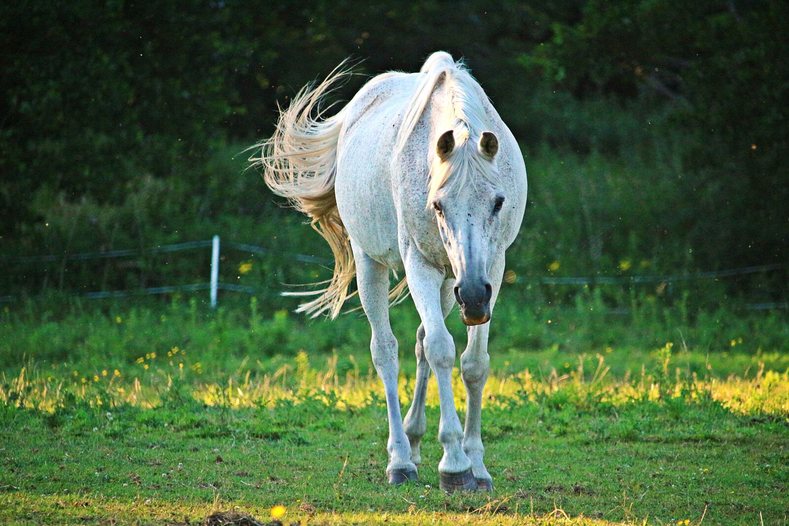 Canon EOS 100D (EOS Rebel SL1 / EOS Kiss X7) sample photo. Horse, mold, thoroughbred arabian photography