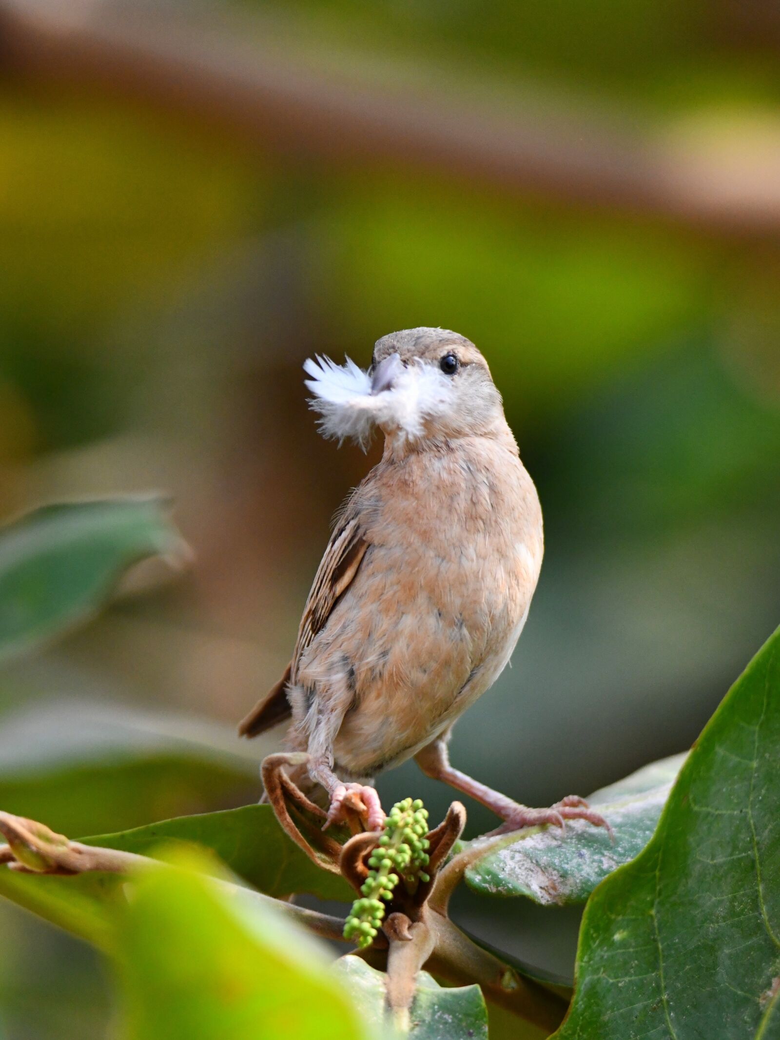 Nikon D850 sample photo. Wildlife, bird, nature photography