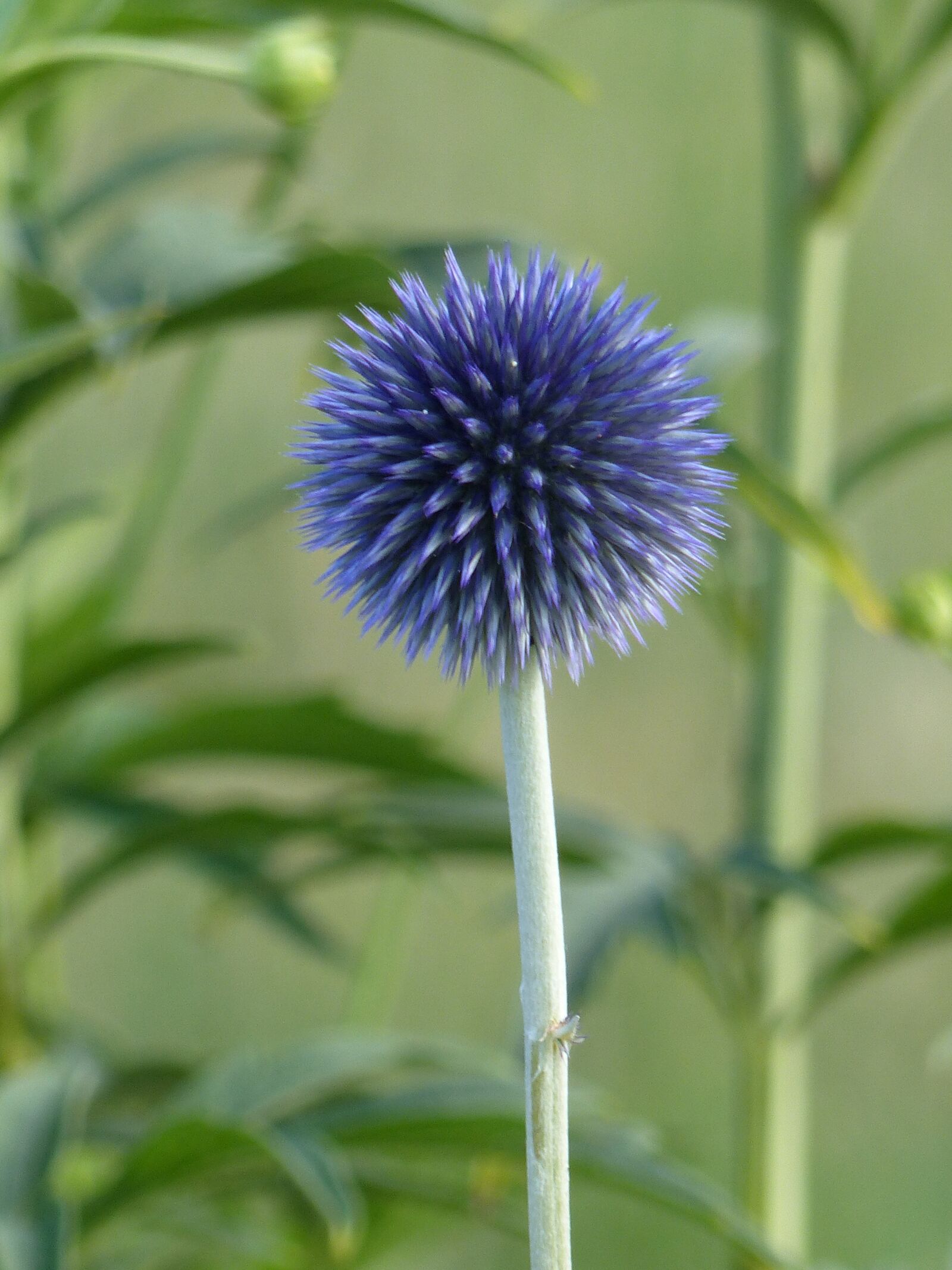 Panasonic Lumix DMC-FZ200 sample photo. Bolltistel, flower, blue photography