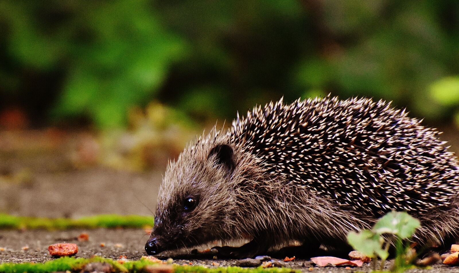 Nikon D7200 sample photo. Hedgehog child, young hedgehog photography