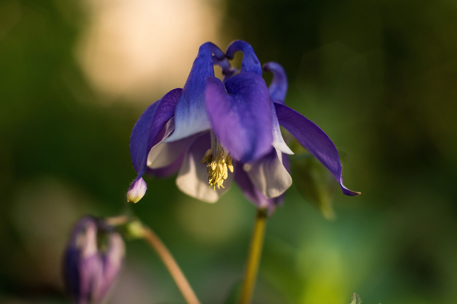 Nikon D7200 sample photo. Flower, purple, blossom photography
