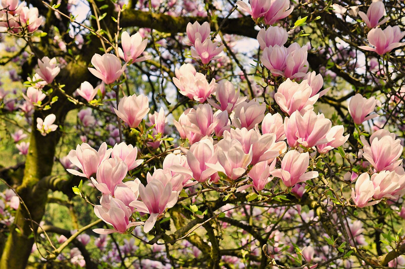 Nikon D90 sample photo. Spring, nature, magnolia photography