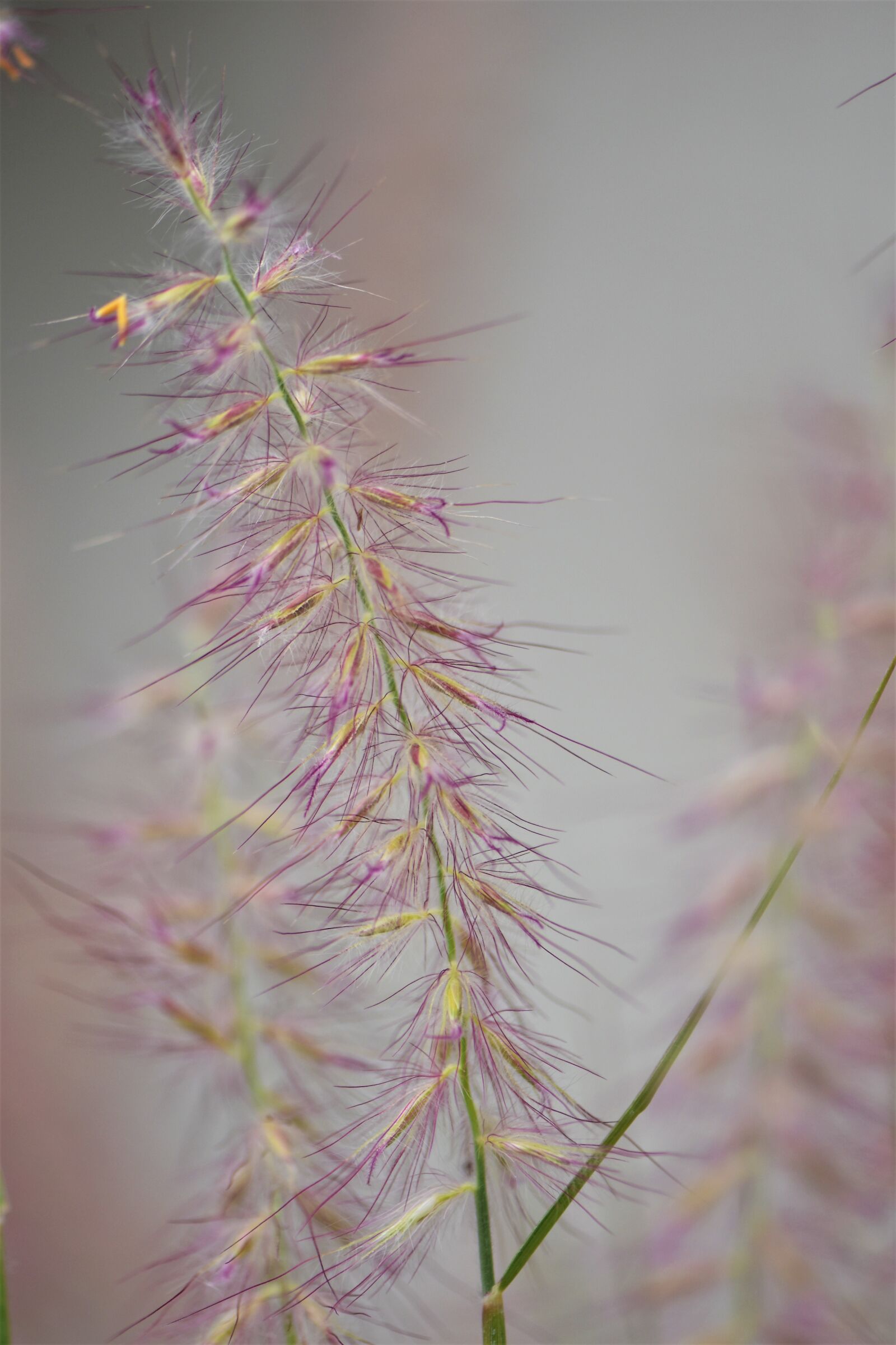 Nikon D5500 sample photo. Grasses, plant, nature photography