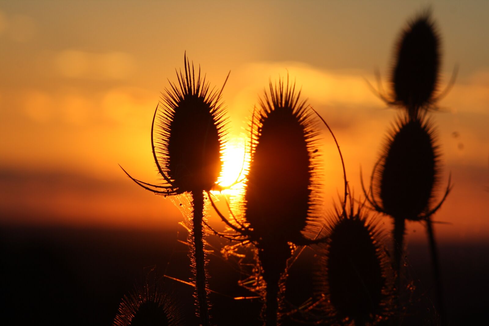 Canon EOS 1000D (EOS Digital Rebel XS / EOS Kiss F) sample photo. Sunset, thistle, backlighting photography