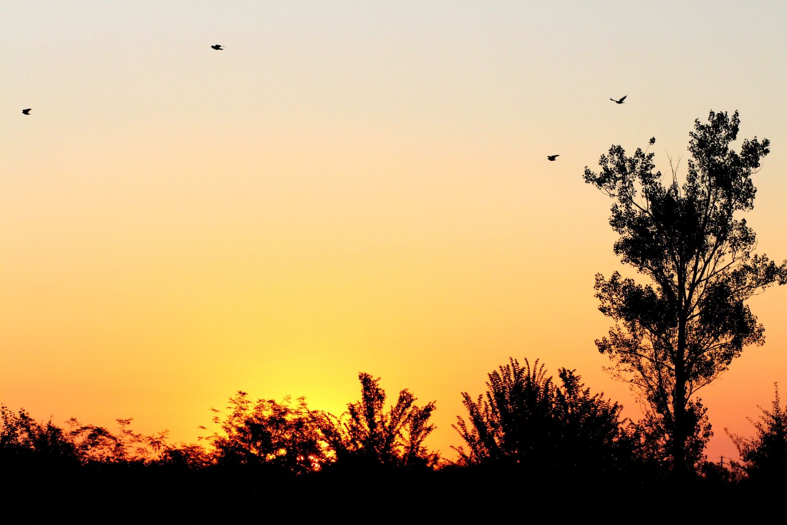 Canon EOS 700D (EOS Rebel T5i / EOS Kiss X7i) + Canon EF 85mm F1.8 USM sample photo. Sunrise, sky, birds photography