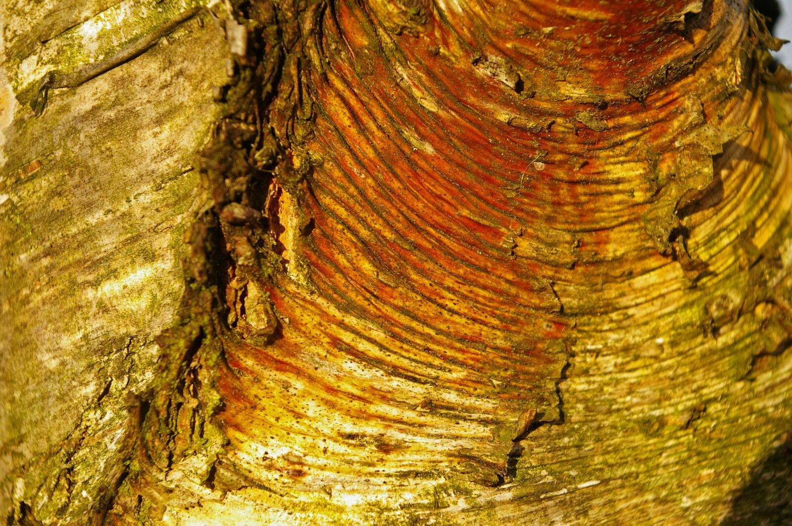Pentax *ist DL2 sample photo. Bark, tree bark, birch photography