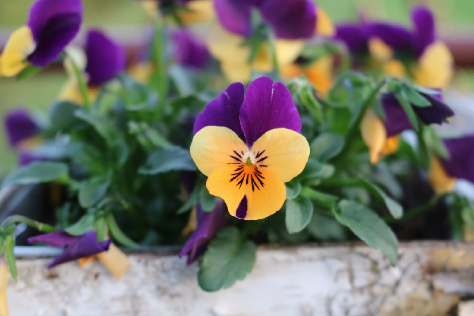 Canon EOS 750D (EOS Rebel T6i / EOS Kiss X8i) sample photo. Pansy, flower, spring photography
