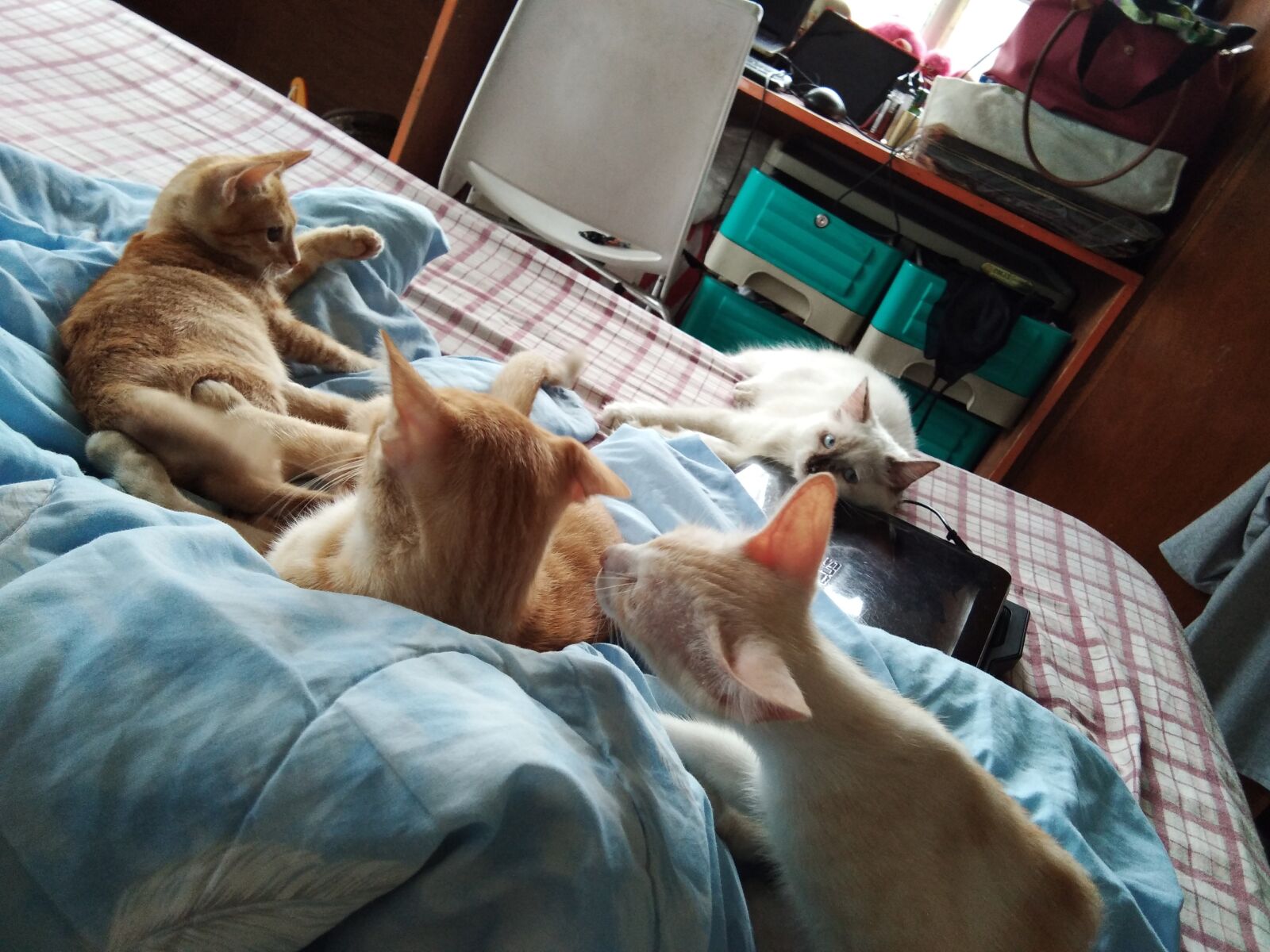vivo Y55s sample photo. Three cats, orange cats photography