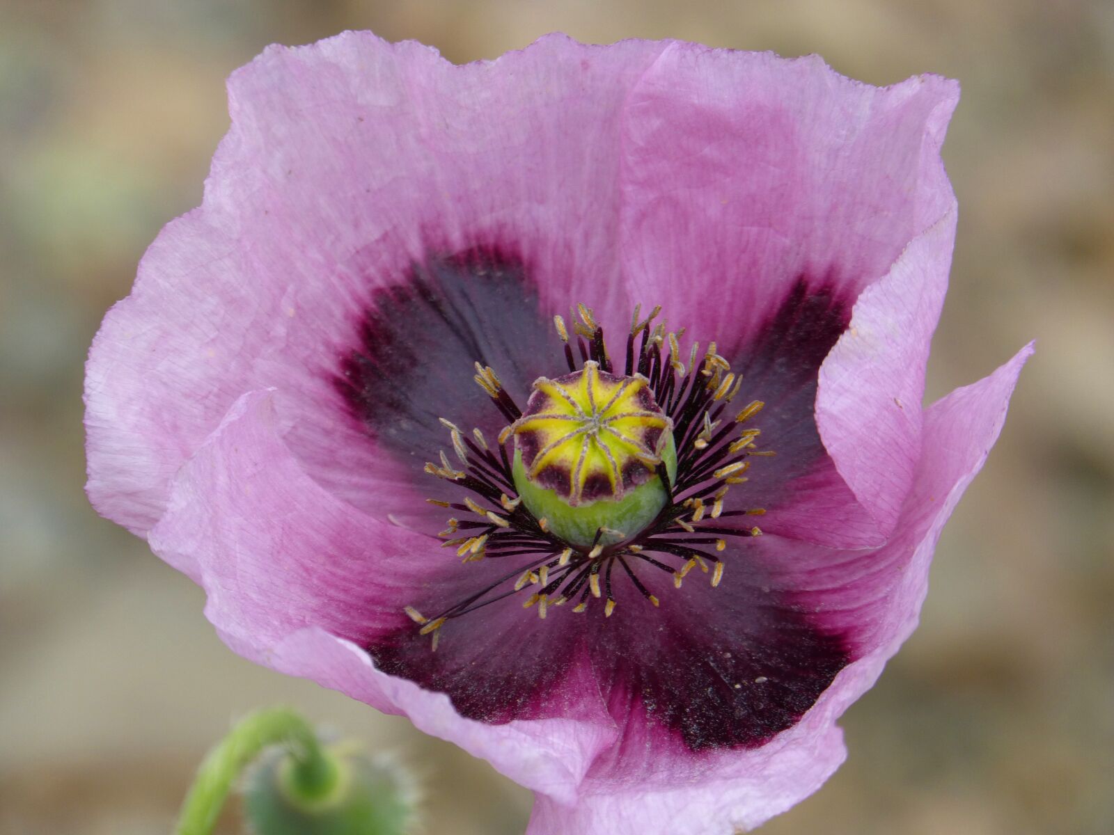 Panasonic DMC-FZ62 sample photo. Poppy drunk, poppy white photography