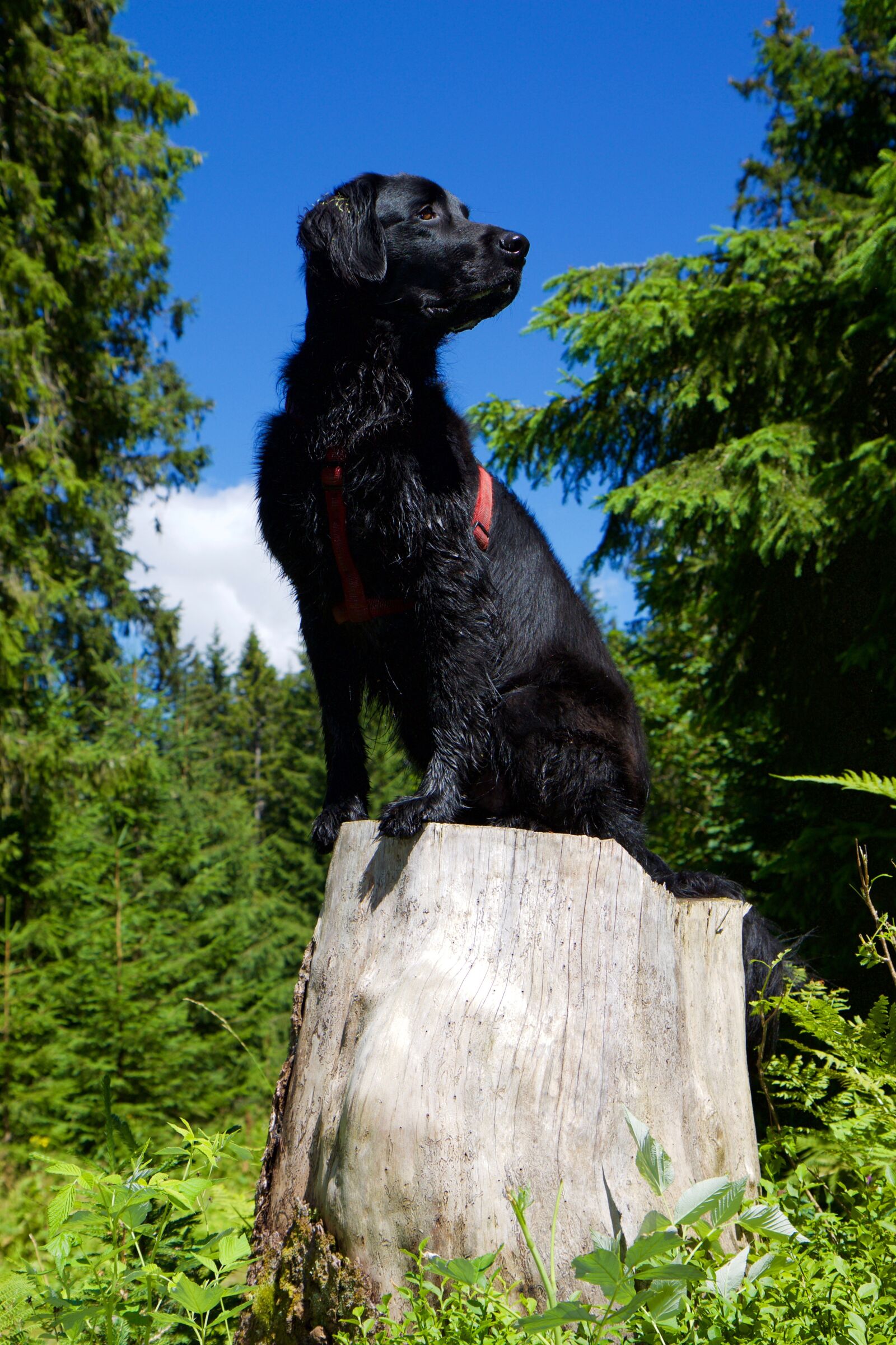 Canon EOS 70D sample photo. Flat coated retriever, dog photography
