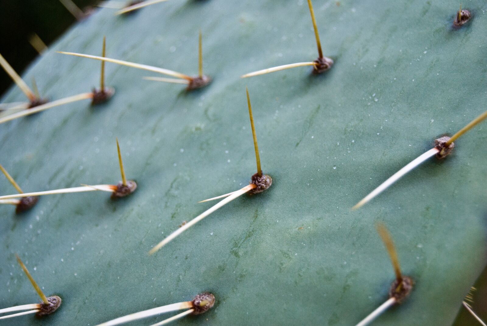 Nikon D60 sample photo. Prickly pear, cactus, green photography