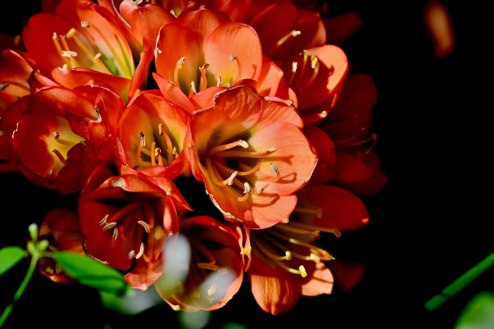 Nikon D3100 sample photo. Clivia, flower, plant photography