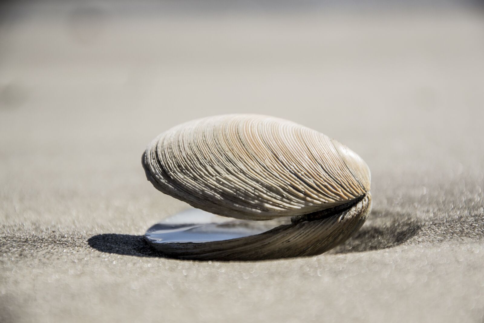 Nikon D3100 sample photo. Seashell, shell, beach photography