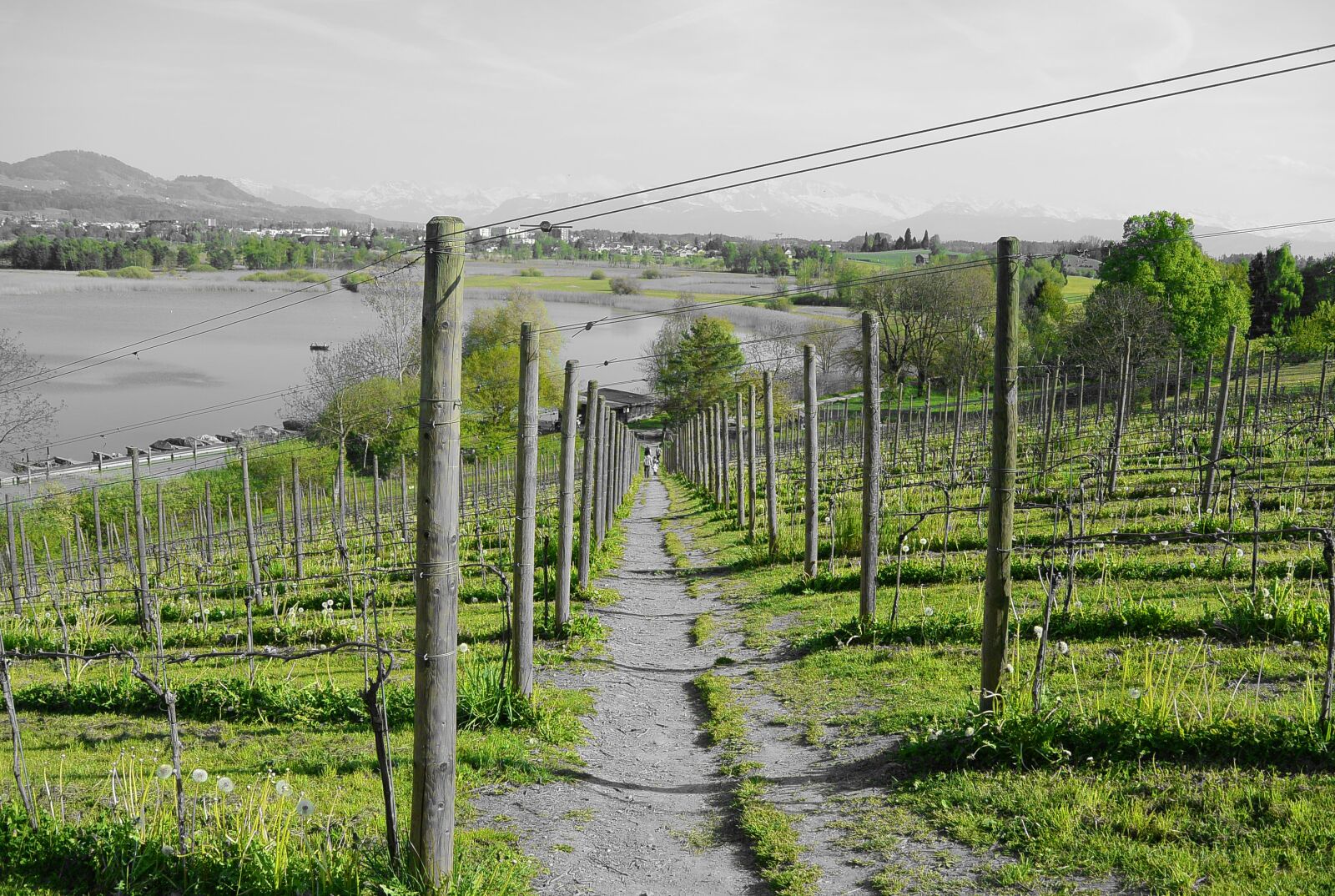 Nikon 1 S1 sample photo. Grapevine, vineyard, away photography