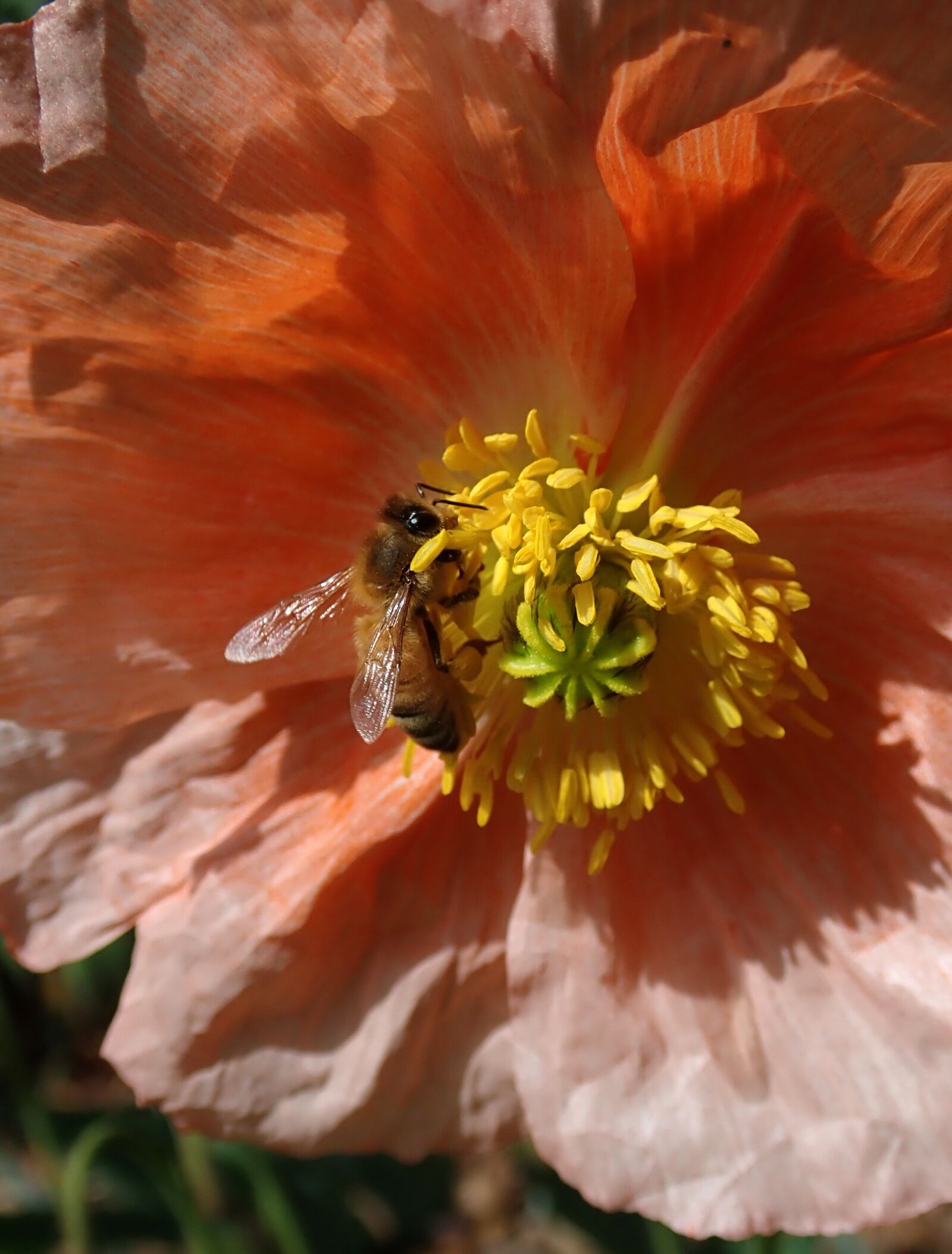Olympus TG-5 sample photo. Bee, insect, poppy photography