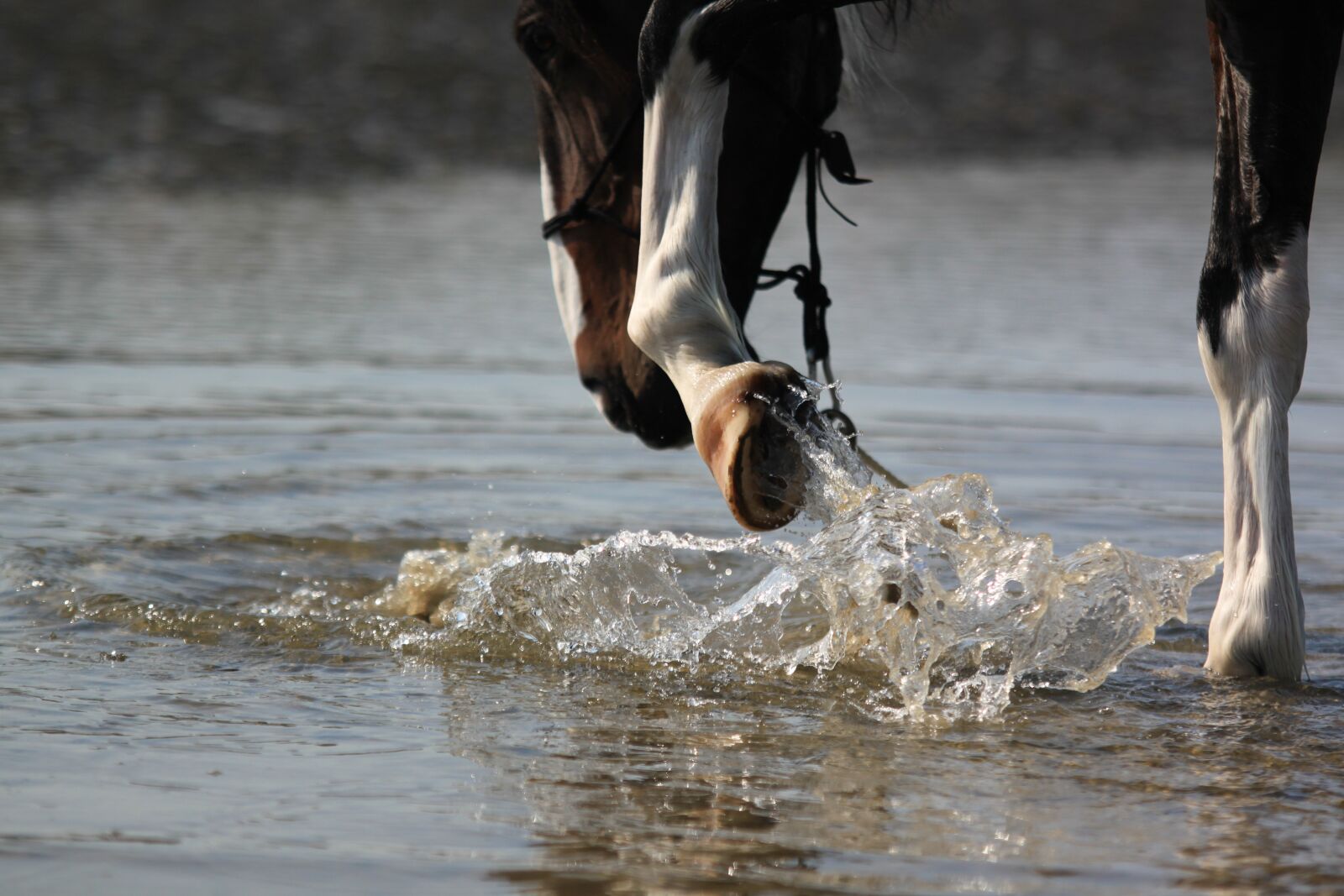 Canon EOS 500D (EOS Rebel T1i / EOS Kiss X3) sample photo. Horse, hoof, water photography