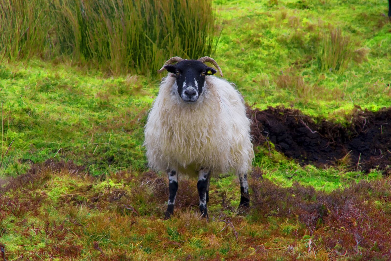 Canon EOS 350D (EOS Digital Rebel XT / EOS Kiss Digital N) sample photo. Sheep, connemara, ireland photography