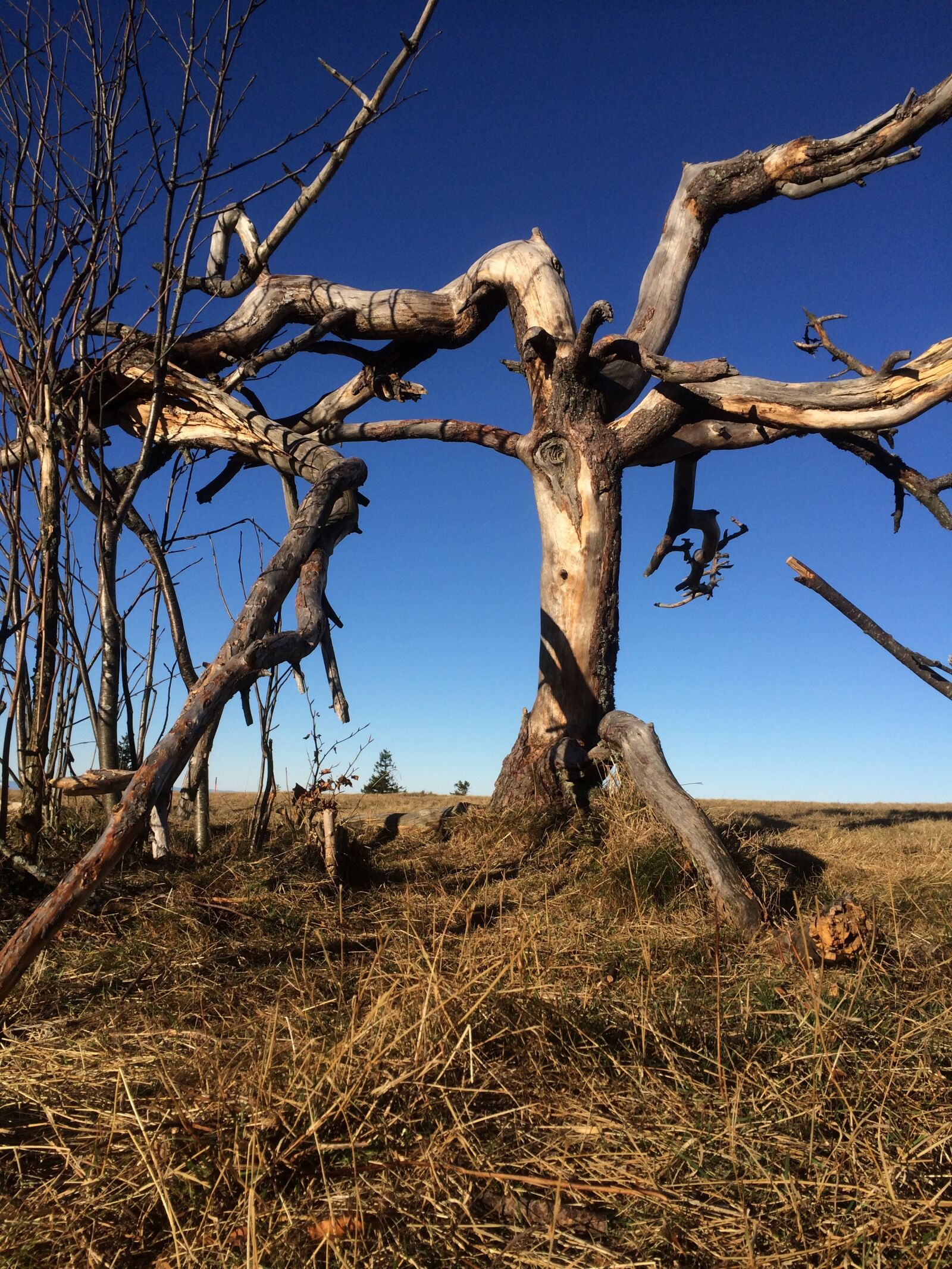 iPhone 5s back camera 4.15mm f/2.2 sample photo. Mountain height, tree, old photography