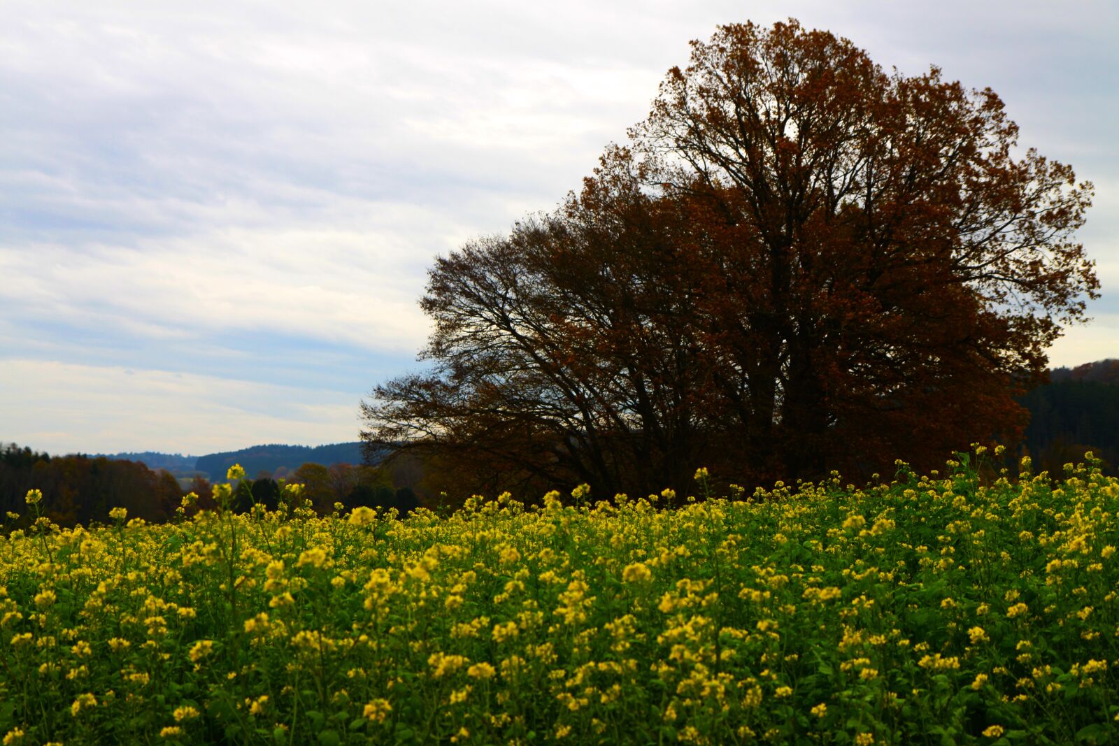 Canon EOS 50D sample photo. Bavaria, autumn, tree photography