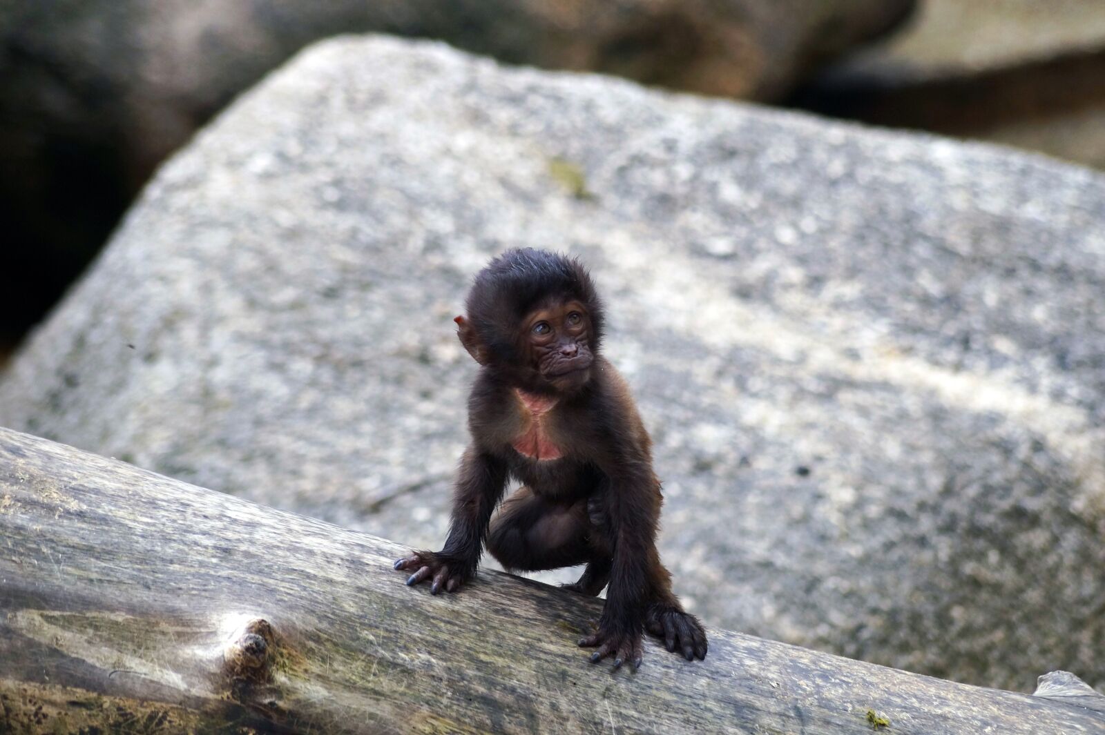 Sony SLT-A58 + Sony DT 55-200mm F4-5.6 SAM sample photo. Monkey, puppy, zoo photography