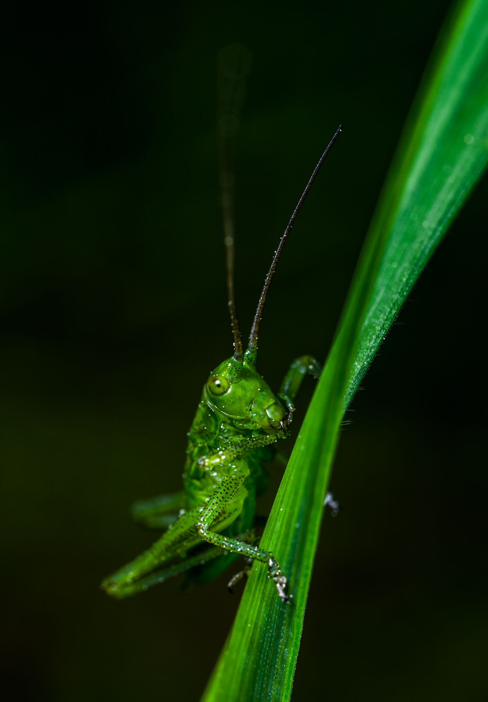 Canon EOS 5D Mark II + Canon MP-E 65mm F2.5 1-5x Macro Photo sample photo. Insect, grasshopper, bespozvonochnoe photography