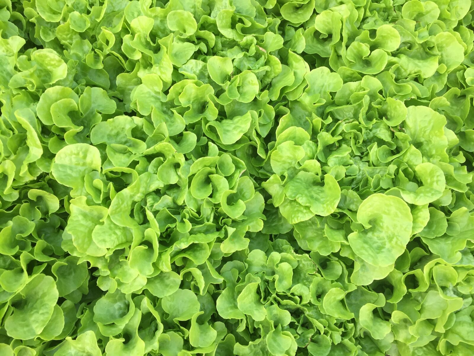Apple iPhone 6 sample photo. Vegetable, lettuce, organic photography