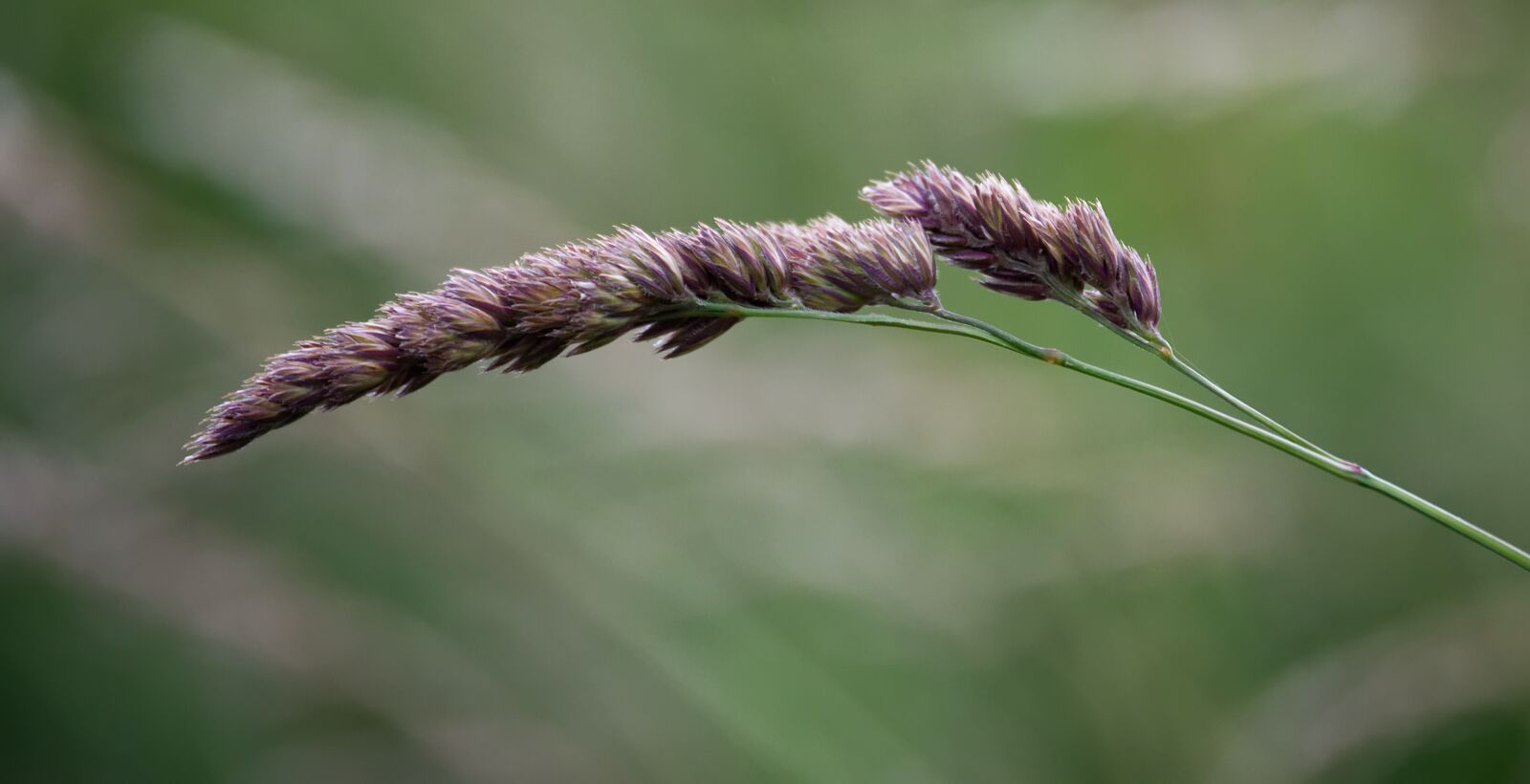 Nikon D3100 sample photo. Grass, blade of grass photography