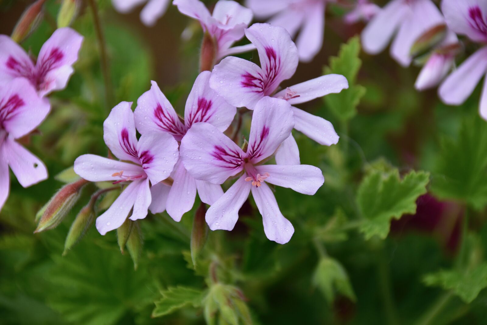 Nikon D5600 sample photo. Flowers, geranium flowers, geranium photography