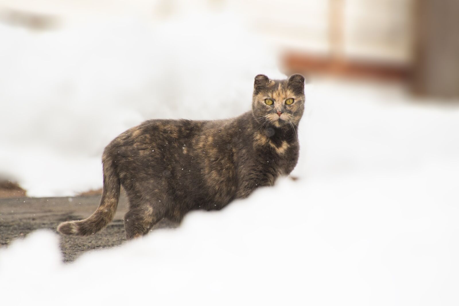 Canon EOS 700D (EOS Rebel T5i / EOS Kiss X7i) sample photo. Mammal, animal, cat photography