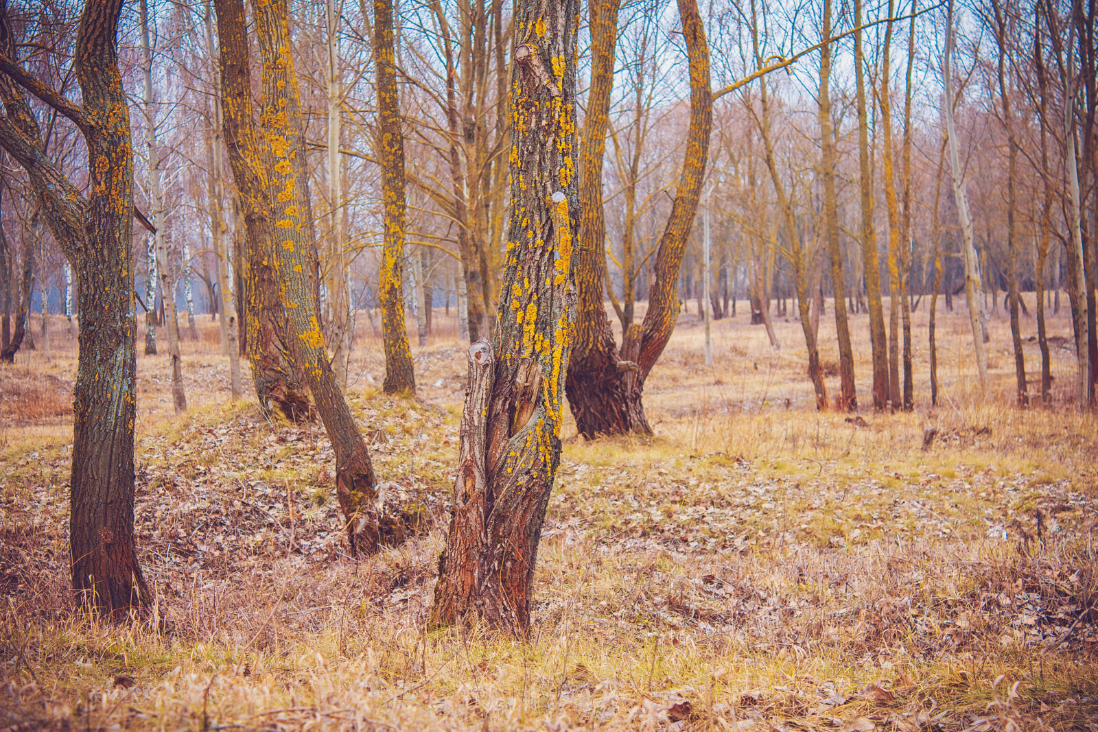 Canon EOS 650D (EOS Rebel T4i / EOS Kiss X6i) sample photo. Autumn, forest, nature photography