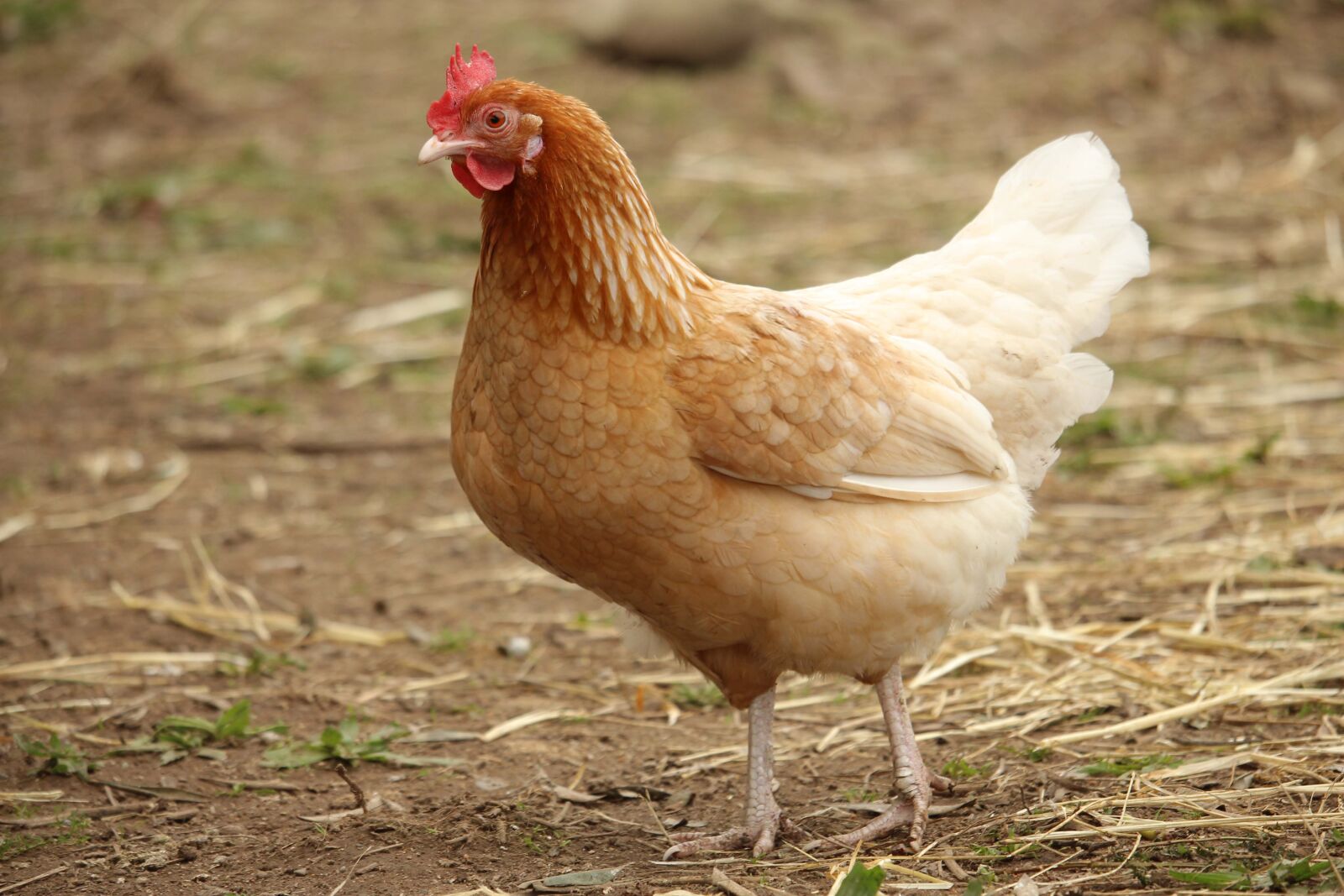 Canon EF-S 55-250mm F4-5.6 IS STM sample photo. Pullet, hen, chicken photography