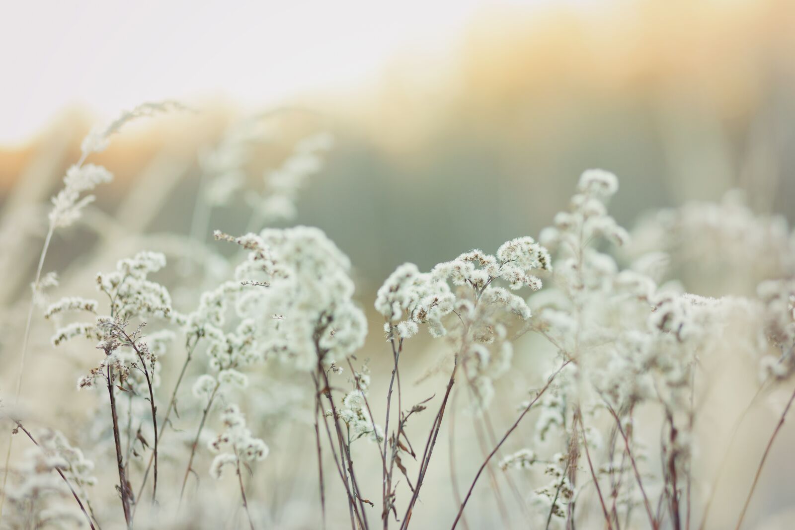 Canon EF 85mm F1.8 USM sample photo. Abendstimmung, nature, sunset photography