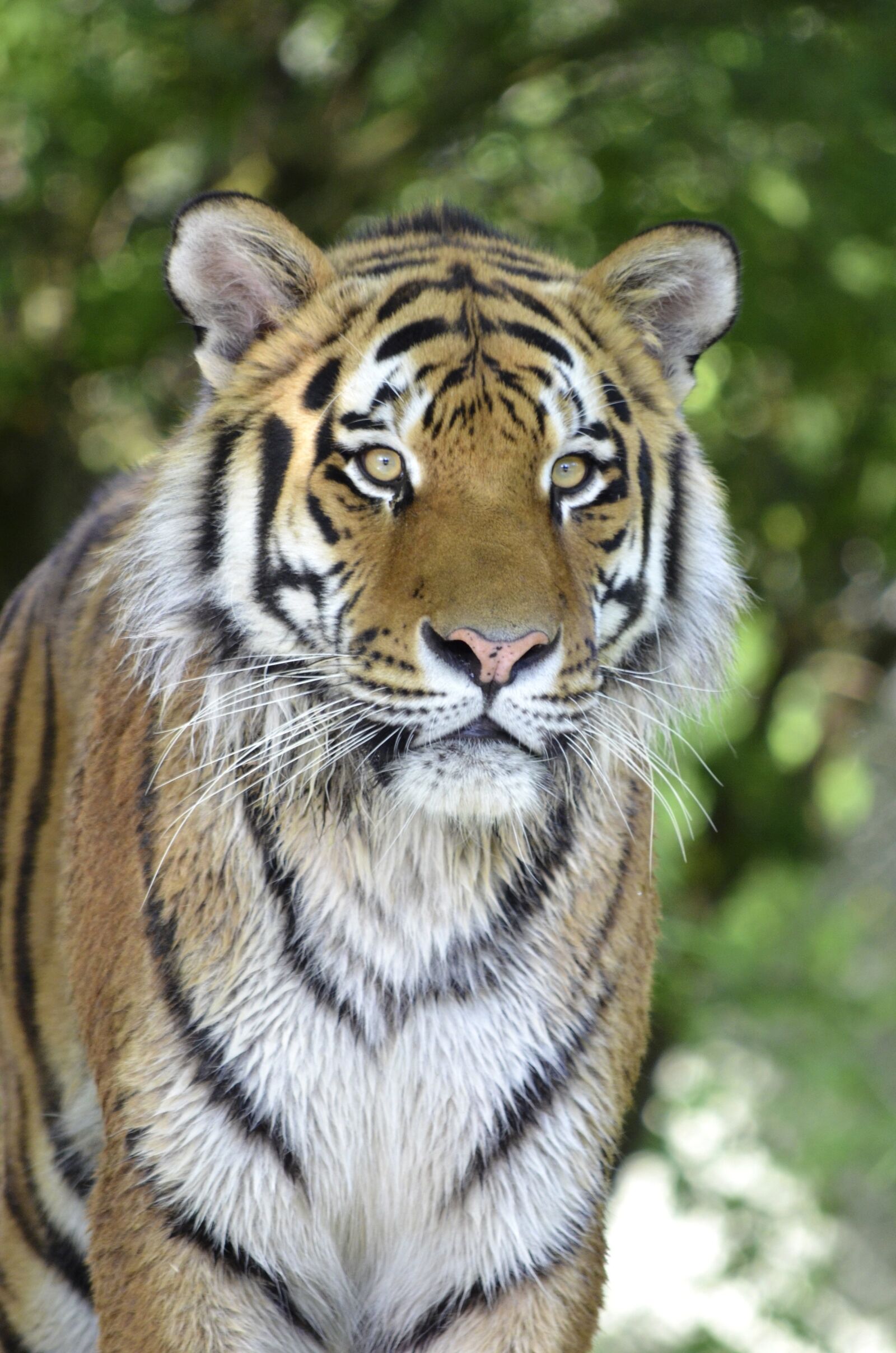 Nikon D5100 sample photo. Tiger, big cat, predator photography