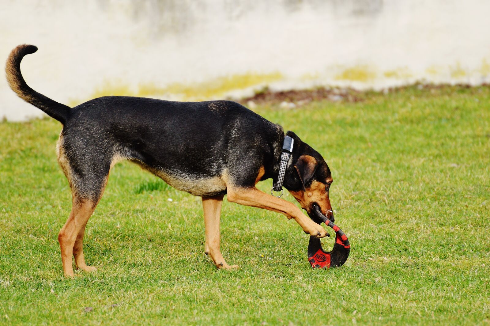 Nikon D3200 sample photo. Dog, romp, play photography